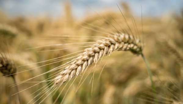 Ціни на ячмінь в Україні продовжують зростати