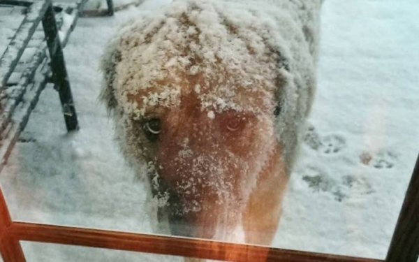 UAnimals закликає мерів міст дозволити вхід з тваринами у кав’ярні та магазини