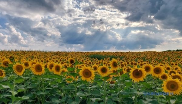 Зростання цін на олію призвело до різкого здорожчання соняшнику