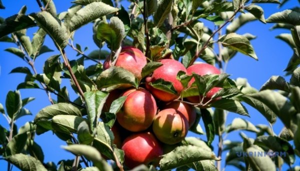 Аграрії цьогоріч отримають понад ₴400 мільйонів на розвиток садів і теплиць