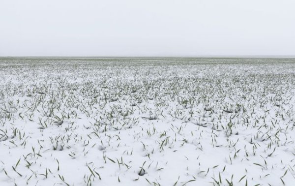 Урожай под угрозой? Как лютые морозы в Украине повлияли на озимые и плодовые культуры