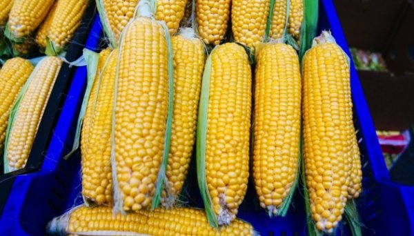 В Україні подешевшала кукурудза