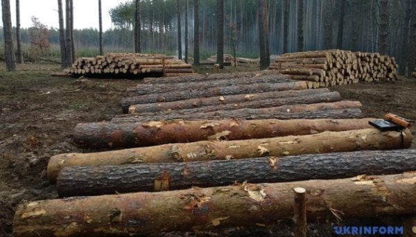 Обсяги лісозаготівлі у Росії торік упали на 10% – розвідка