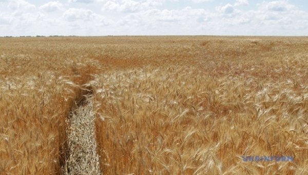 Обсяг ринку землі в Україні сягнув мільйона гектарів
