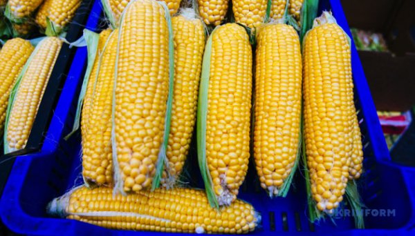 Україна у лютому експортувала пʼять мільйонів тонн агропродукції