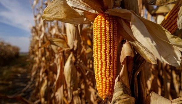 Україна цього маркетингового року може збільшити експорт кукурудзи на 8,3%