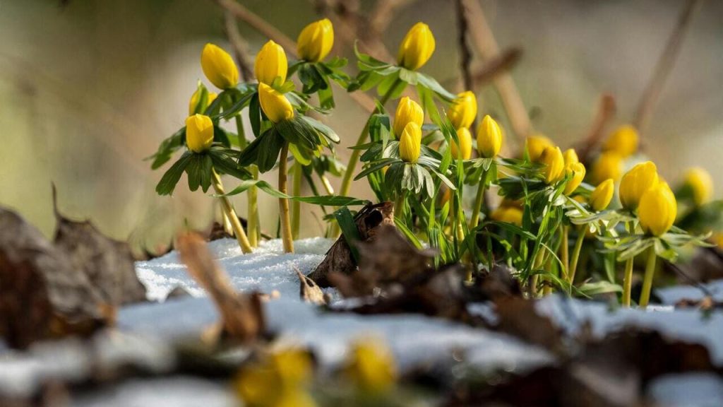 Похолодання в Україні в березні 2026: прогноз синоптиків, коли будуть заморозки, де випаде сніг Похолодання в Україні в березні 2026: прогноз синоптиків, коли прийдуть заморозки, де випаде сніг