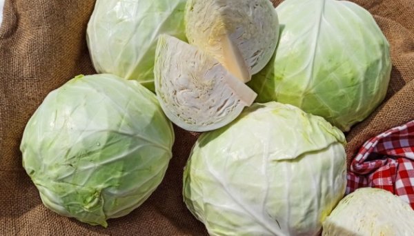 В Україні подешевшала білокачанна капуста – EastFruit