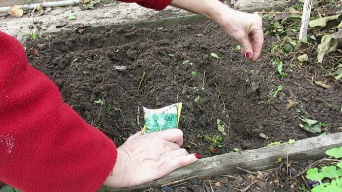 Коли сіяти кріп і петрушку у 2026 році в Україні на городі: терміни і кращі поради