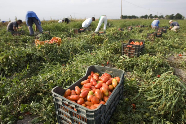 "ЄС разом з Україною стане найбільшим виробником аграрної продукції у світі", - експертка Олександра Авраменко