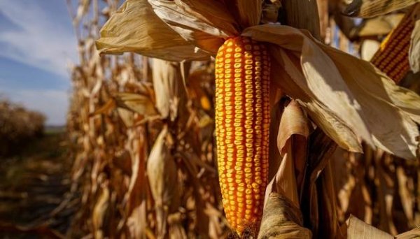 Експорт української кукурудзи сягнув 19,51 мільйона тонн