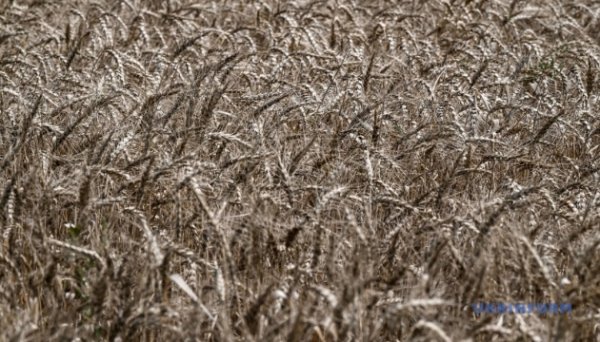 У Росії через дефіцит пального жнива втричі відстають від минулорічних – розвідка