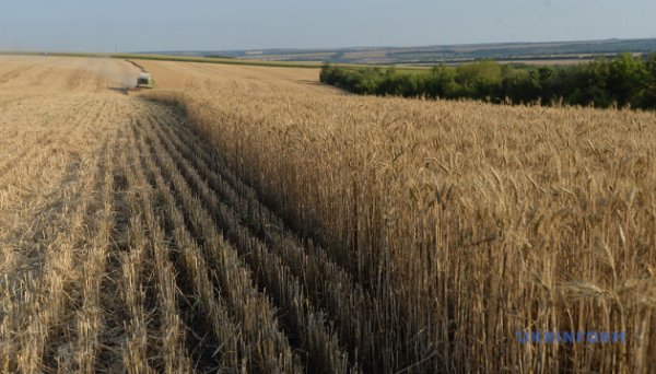 Попри скорочення експорту зернових та олійних у грошовому еквіваленті показники майже без змін – УЗА