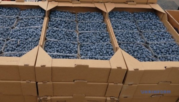 Лохина в Україні за тиждень подешевшала на 17%