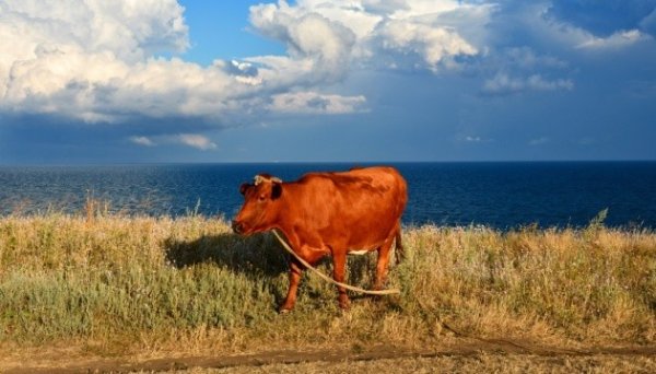 Поголів’я великої рогатої худоби за рік скоротилося на 19%