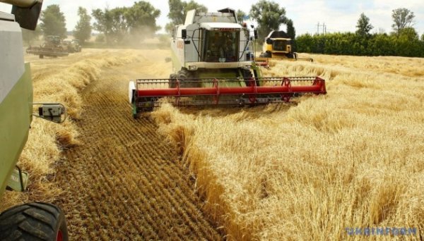 На Вінниччині зібрали 60% ранніх зернових: урожайність – краща ніж торік