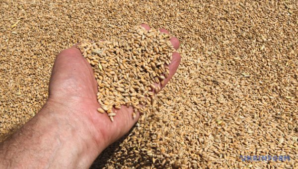 Торгівля агропродукцією між Україною та ЄС за пів року зросла на 11% – ІАЕ