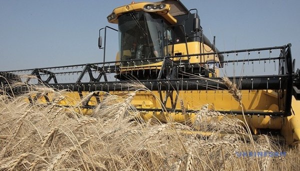 В Україні вже зібрали майже 31 мільйон тонн зерна нового врожаю
