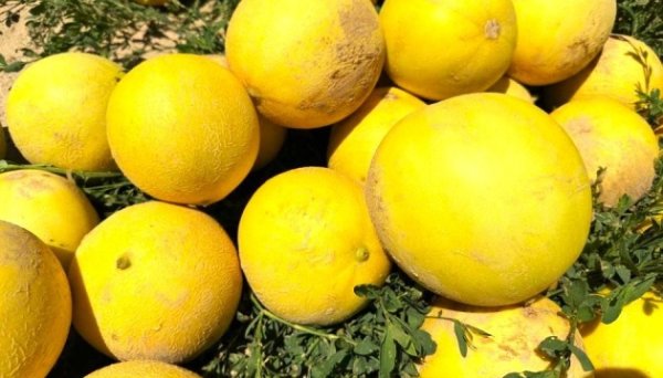 В Україні суттєво подорожчали дині