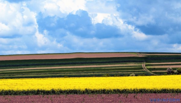 Експортний попит на ріпак в Україні залишається високим через зростання вартості нафти