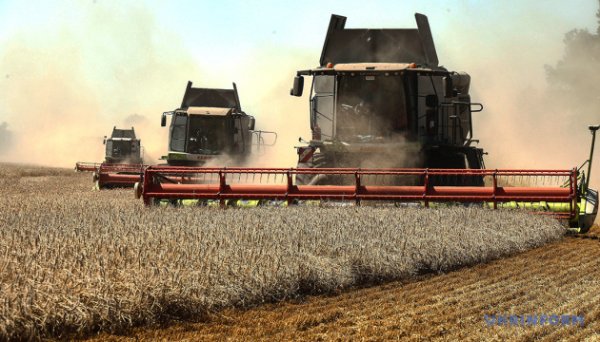 В Україні сповільнилось виробництво сільгосппродукції – Держстат