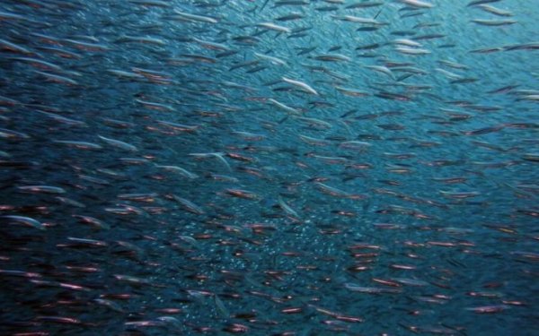 Від початку року у водойми України випустили понад 875 тисяч рибин