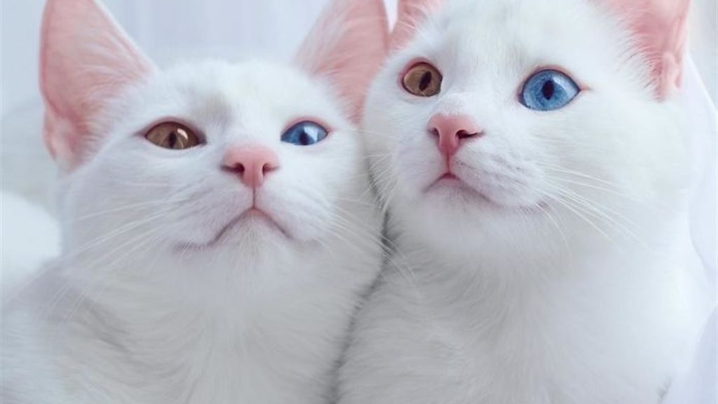 Цікаві факти про котів