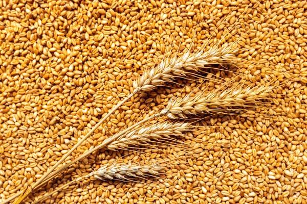 Мировые цены на зерно упали за год на 15% — ООН
Мировые цены на зерно упали за год на 15% — ООН